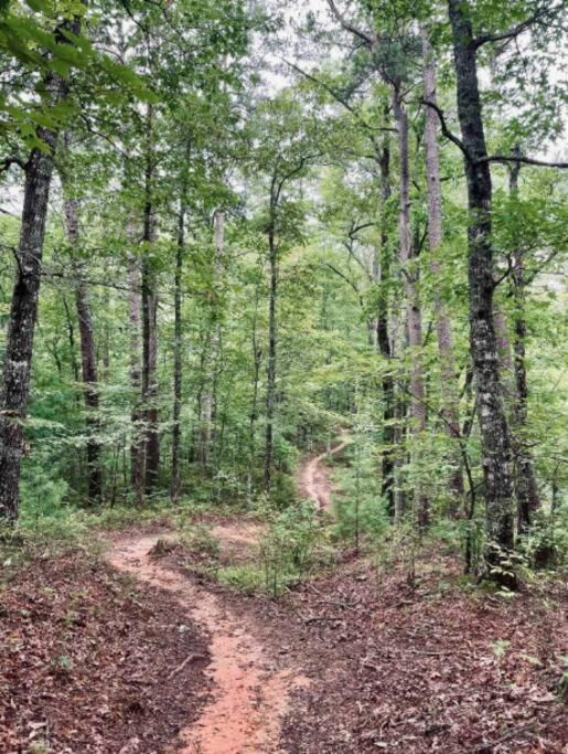 Lazy Bear Cabin Near Nantahala Outdoor Center And مدينة كليرمونت المظهر الخارجي الصورة